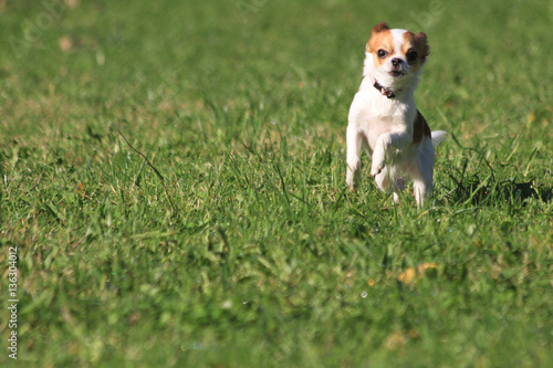 chihuahua running in the grass
