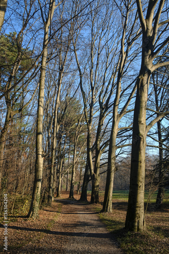 Fototapeta premium Monza park (Italy) at fall