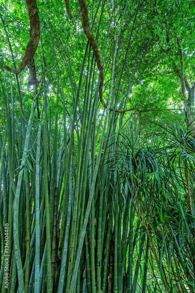 Fototapeta premium Yellow bamboo in natural environment