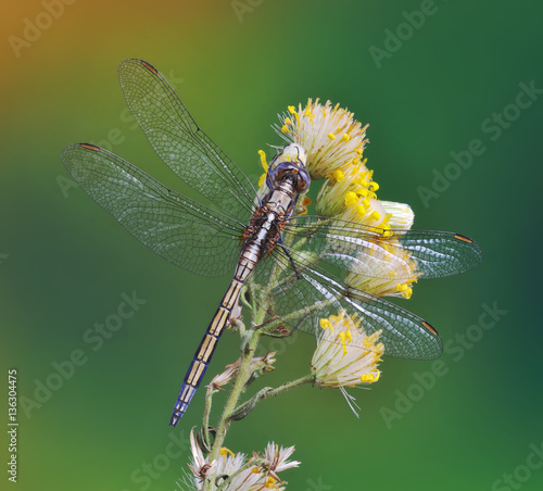 Dragonfly Orthetrum chrysostigma (female) on a plant photo