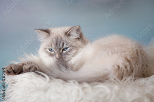Neva Masquerade (Siberian) silver-tabby point cat portrait on blue sky background  © Julia Shepeleva