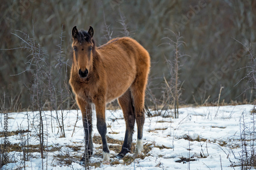 Foal grazing in winter
