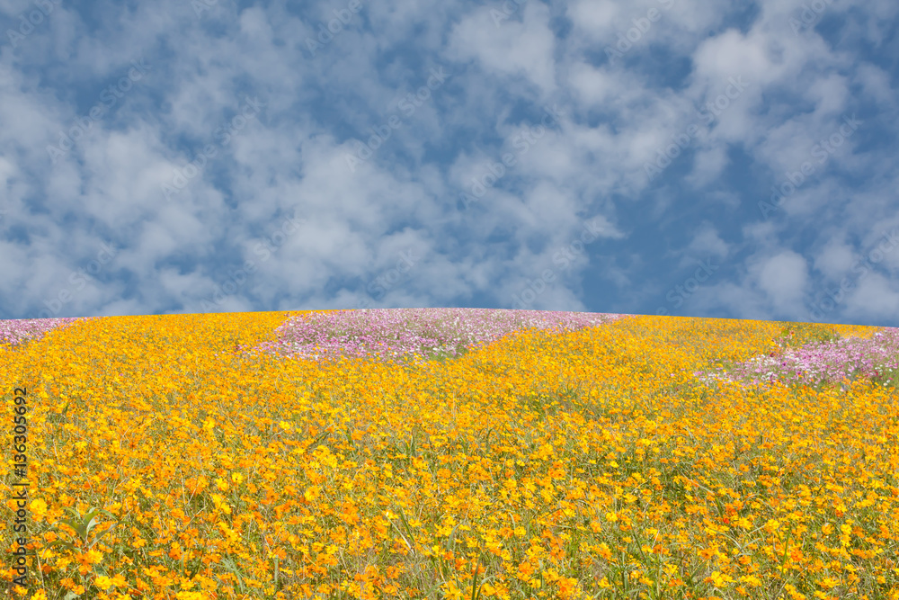 Obraz premium Cosmos flowers field