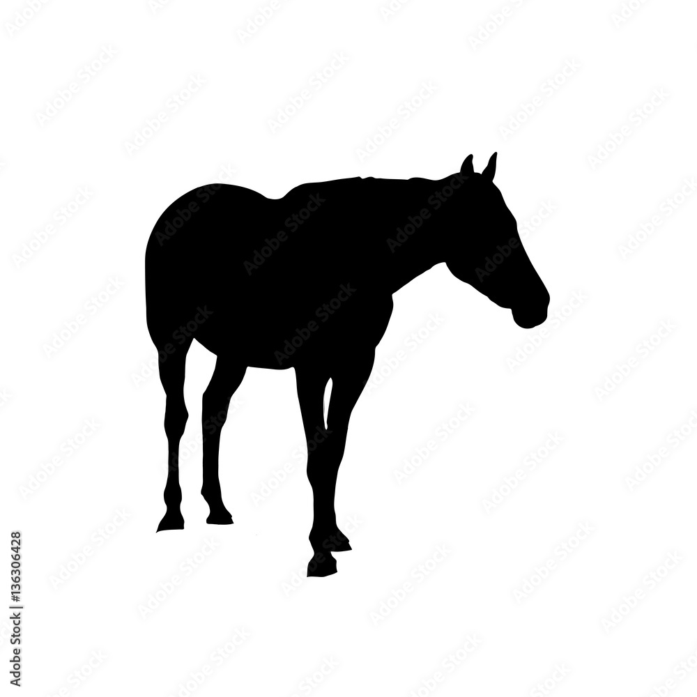 Namib Desert Horse, front view - Silhouette - Vector Illustration
