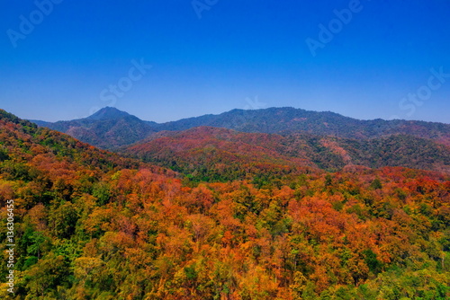 Aerial view of autumn forest