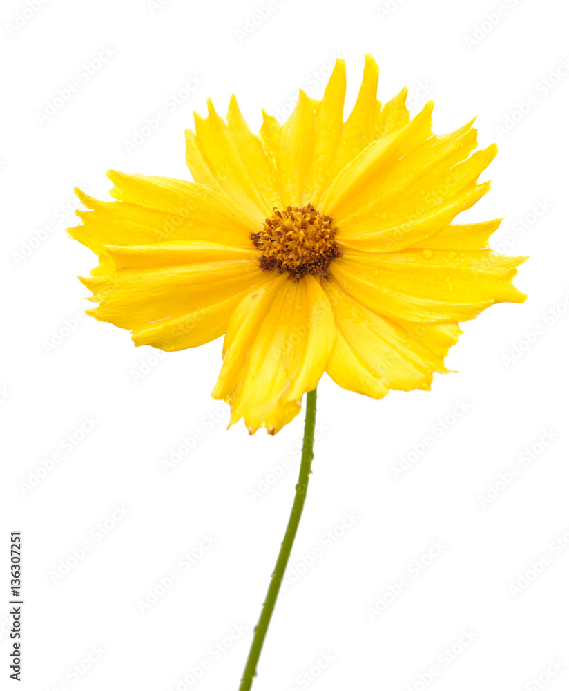 Yellow flower of garden Coreopsis
