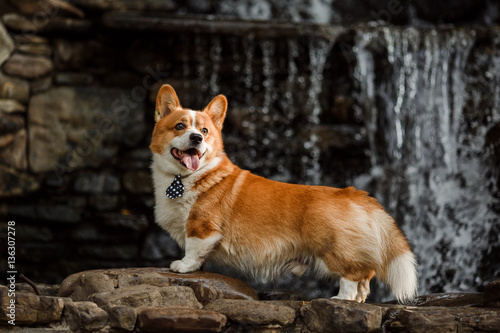 dog Corgi on a background of small waterfall