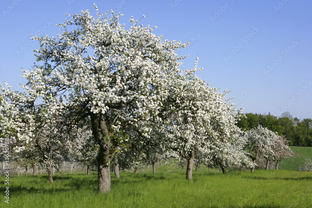 Blühende Apfelbäume am Bodensee, Baden-Wuerttemberg, Deutschland, Europa Blühende Apfelbäume am Bodensee, Baden-Wuerttemberg, Deutschland, Europa