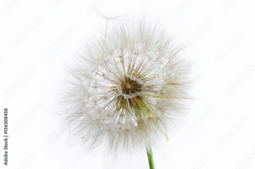 Dandelion on white background