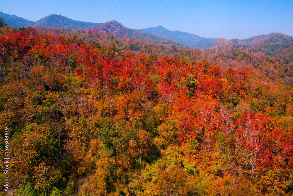 Aerial view of autumn forest