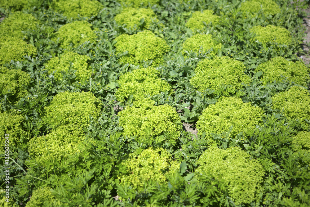 Salatanbau auf der Gemueseinsel Reichenau am Bodensee, Baden-Wuerttemberg, Deutschland, Europa