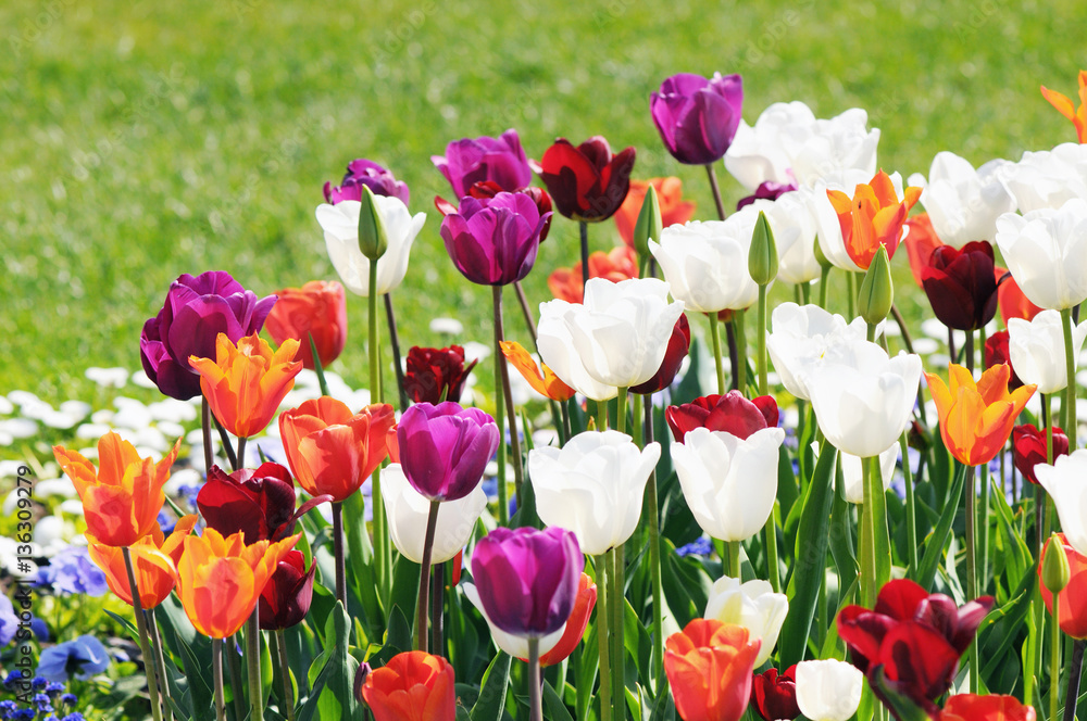 Fototapeta premium Tulips blossom in springtime. flowerbed in park