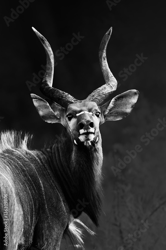 Nyala bull staring into my camera with pride at close range transformed into a monochrome image. Tragelaphus angasii photo