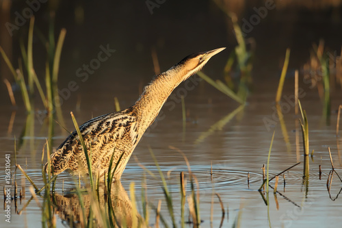 Bittern