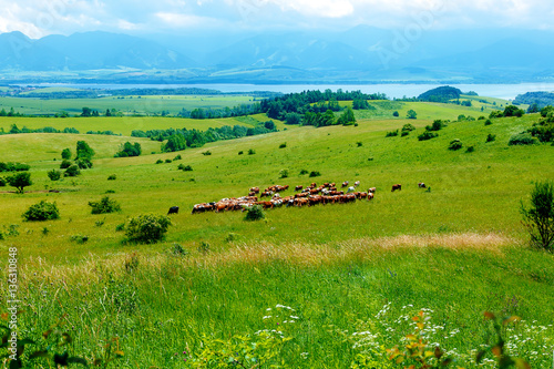 Cow herd grazing on a beautiful green meadow, with mountains in background.
