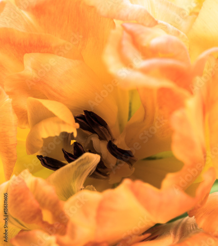 Orange tulip petals macro shot