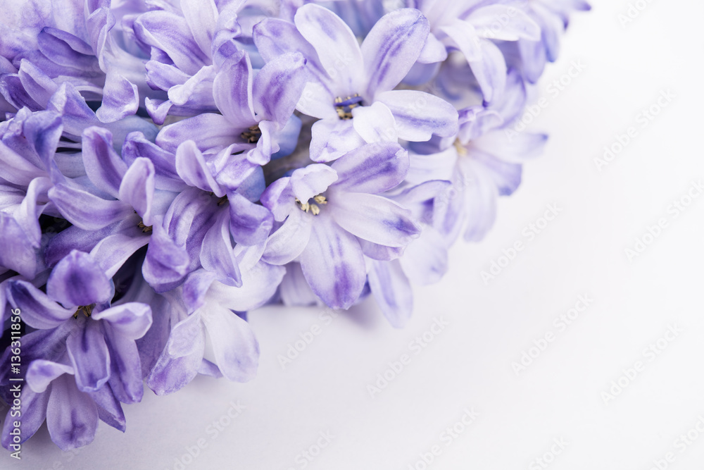 Purple hyacinth flowers Purple hyacinth flowers