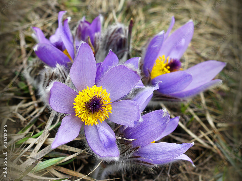 pasqueflower (pulsatilla vulgaris), which blooms in early spring pasqueflower (pulsatilla vulgaris), which blooms in early spring