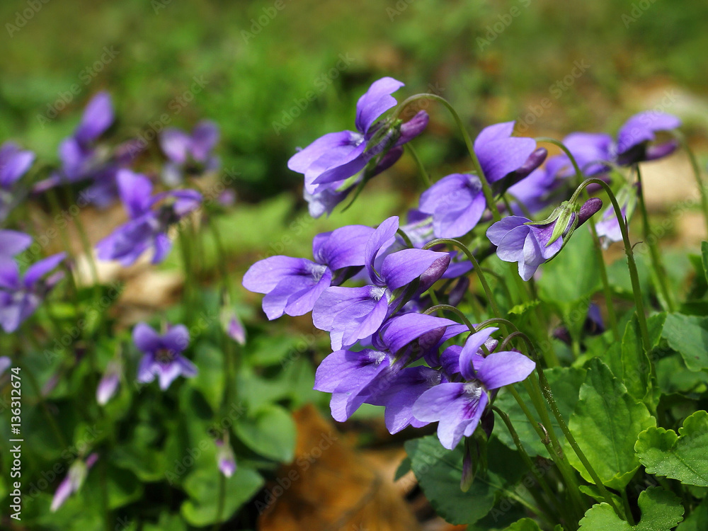 blue violets blooming in the woods