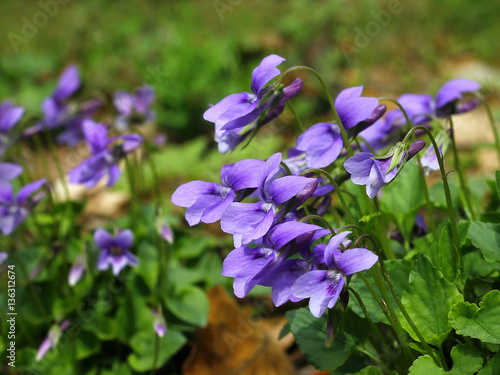 blue violets blooming in the woods