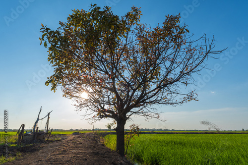 Lonely tree with green rice field with blue sky