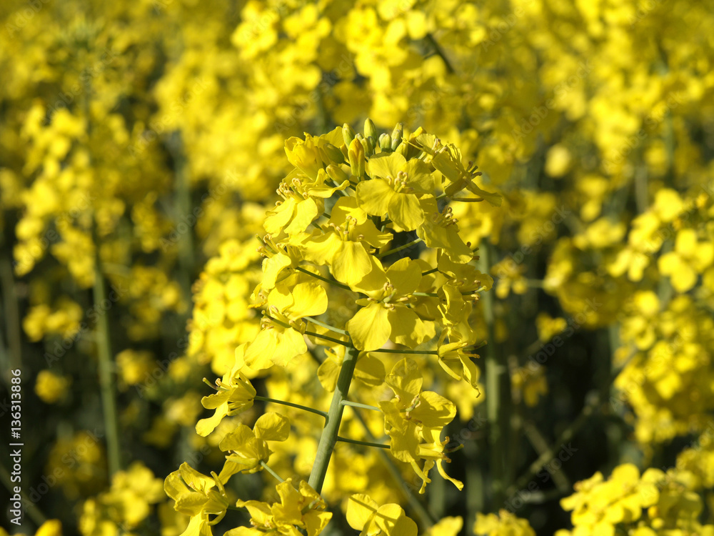 Fototapeta premium Blühendes Rapsfeld, Rapsblüte
