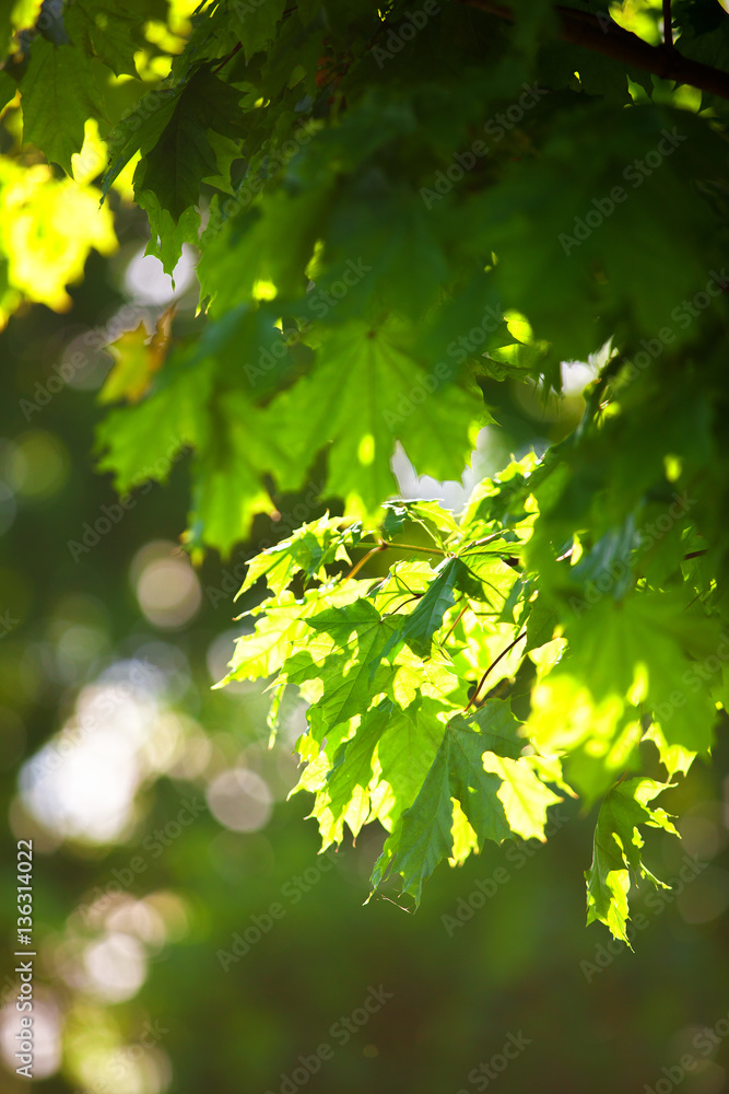 Summer garden. Leaves. Maple leaves. Garden. Tree. Summer garden. Leaves. Maple leaves. Garden. Tree.
