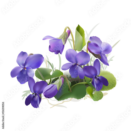 Viola odorata. Sweet violets on transparent background - hand drawn vector illustration in realistic style.  photo