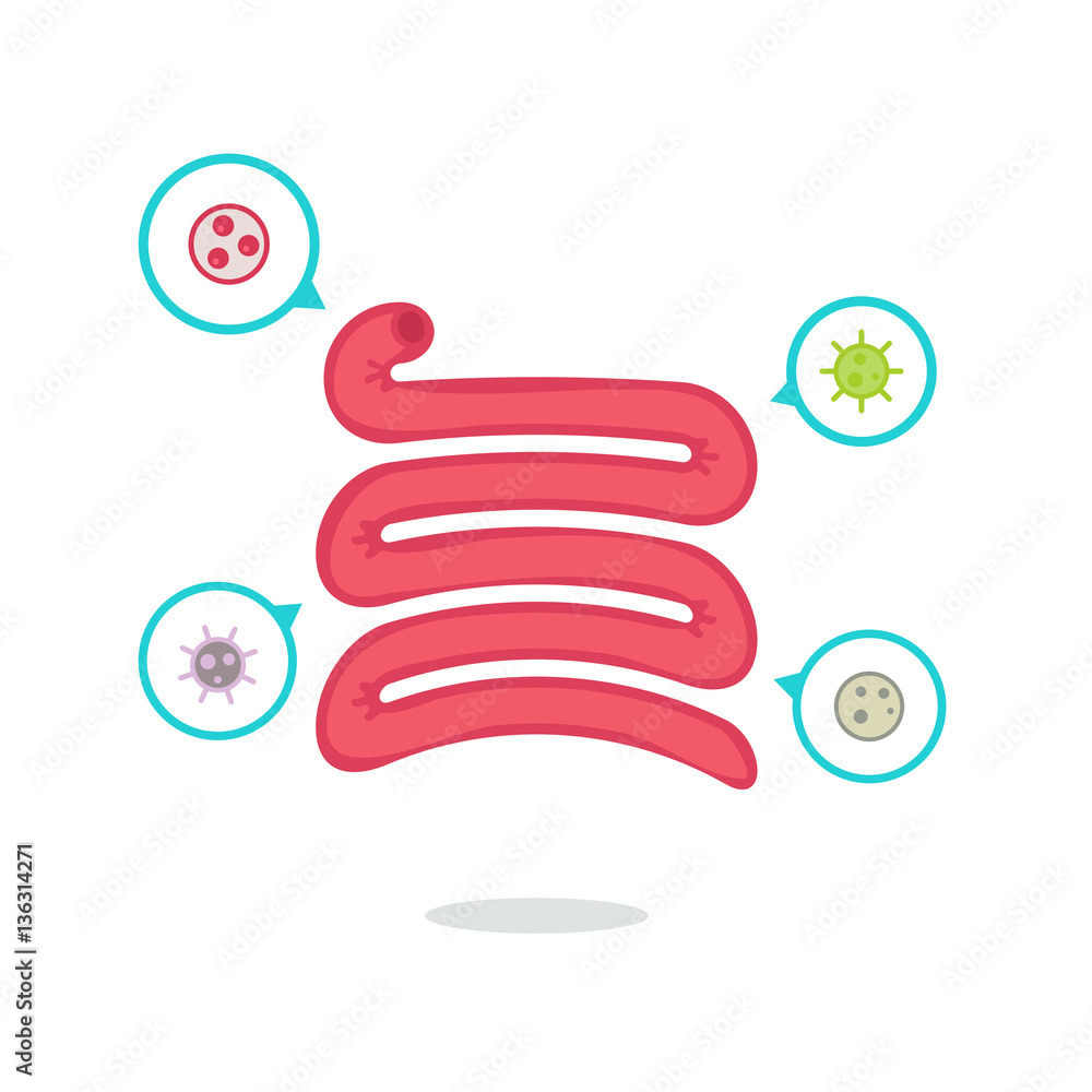 Small intestine vector illustration Small intestine vector illustration
