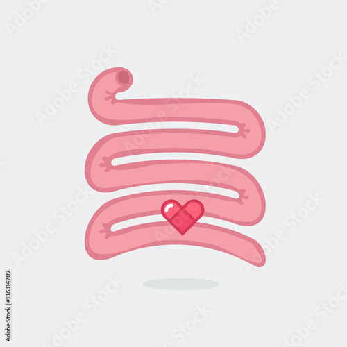 Small intestine vector illustration