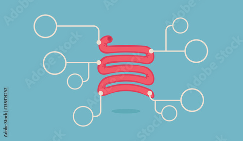 Small intestine vector illustration
