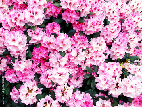 Fototapeta Naklejka Na Ścianę i Meble -   pink Rhododendron blossom in springtime.