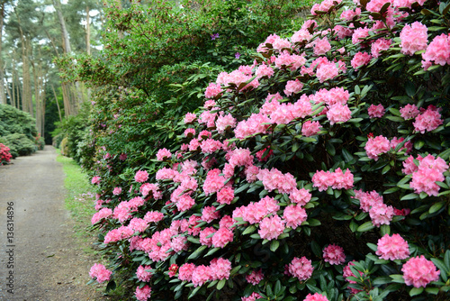  pink Rhododendron blossom in springtime.