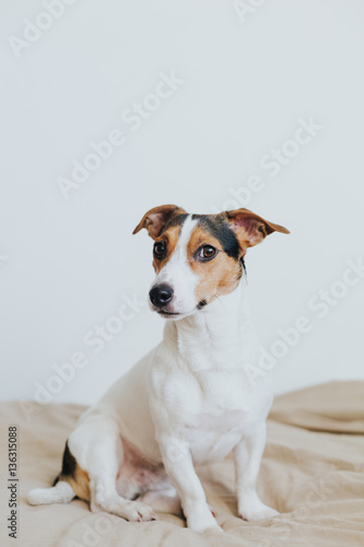 Small dog breed jack russell terrier look at camera.