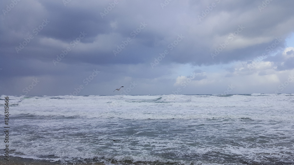 Birds seagulls above stormy sea