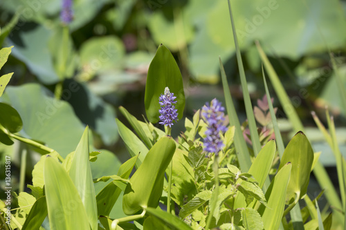 Pickerel Weed (Pontederia cordata) photo