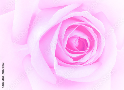 pink rose on white background