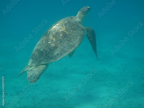 tartaruga sotto acqua © paolo
