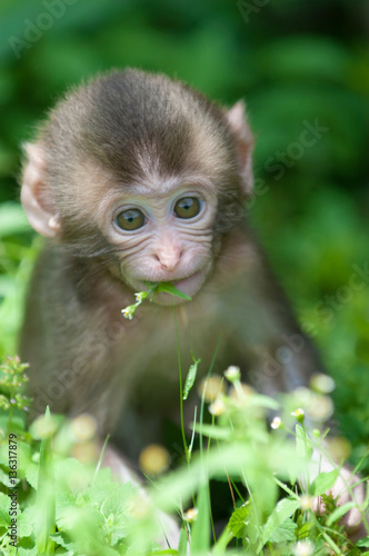 お花を咥えたおサルさん