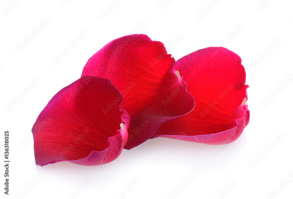 red rose petals on white background red rose petals on white background