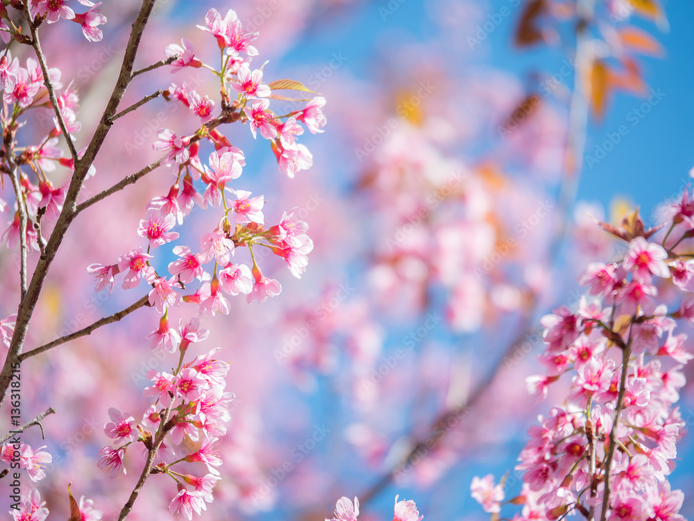 Wild Himalayan Cherry flower, Pink of Cherry blossom 4