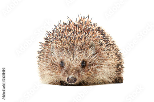 Portrait of the hedgehog isolated on white background
