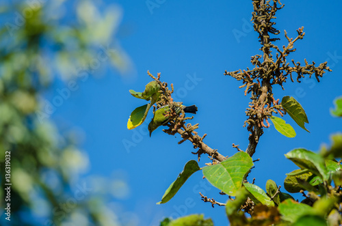 Common Iora in the branch photo