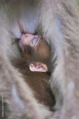 高崎山の子猿たち
