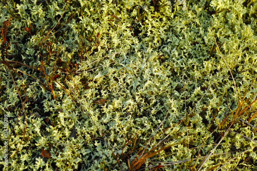 Iceland moss in taiga forest