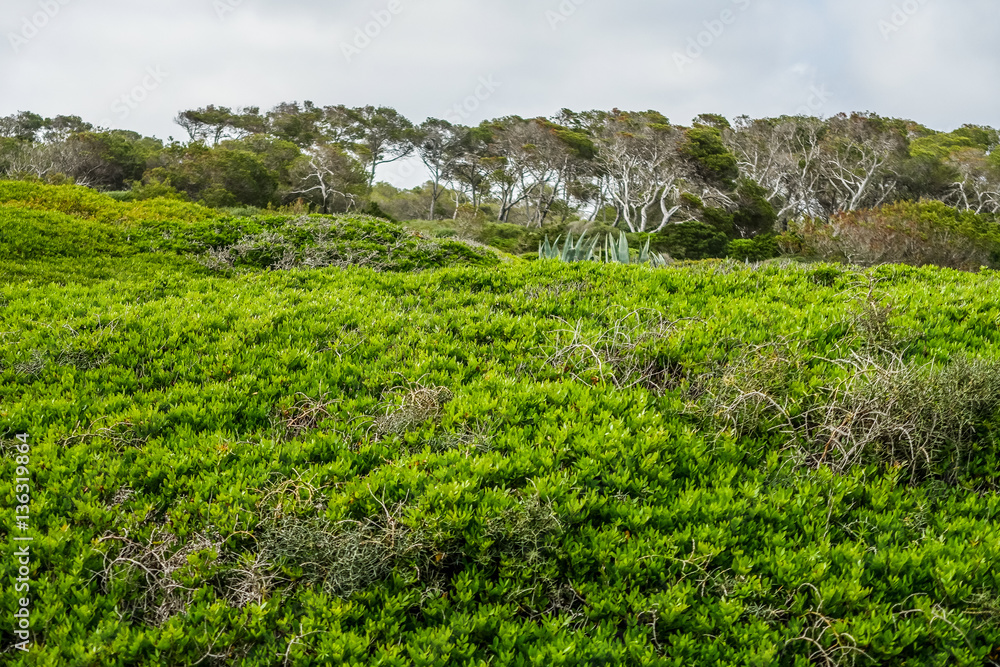 Obraz premium Wald auf Mallorca