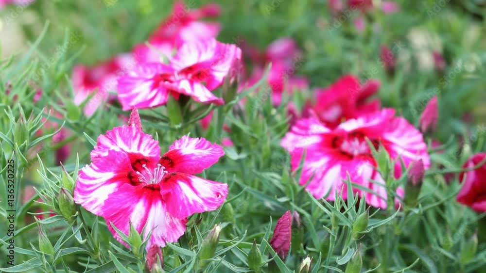 carnation in the garden
carnation in the garden
