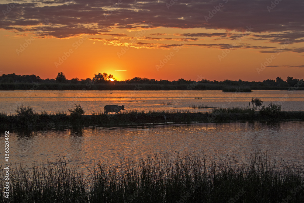 cow at the delta Danube sunset