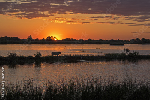 cow at the delta Danube sunset