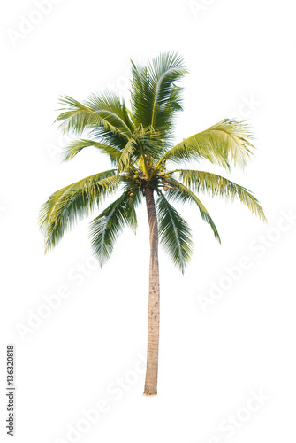 Coconut trees on white background 